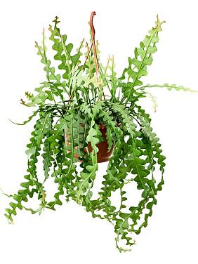 Эпифиллум Ангулигер угловатый ампельный Эпифиллум Ангулигер угловатый ампельный