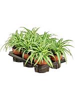 Хлорофитум Вариегата хохлатый H20 D12 см