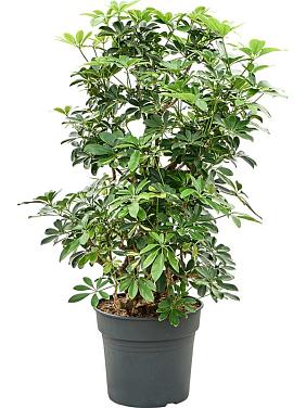 Шеффлера Голд Капелла разветвленная