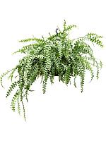 Эпифиллум Ангулигер угловатый ампельный H60 D38 см