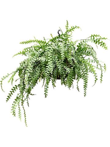 Эпифиллум Ангулигер угловатый ампельный