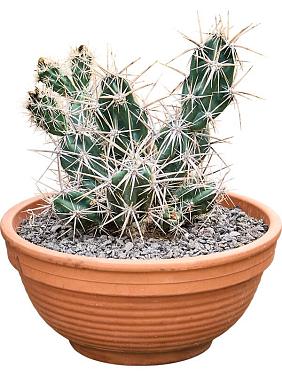 Опунция Инвикта Опунция Инвикта