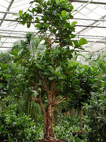 Фикус Лирата многоствольный