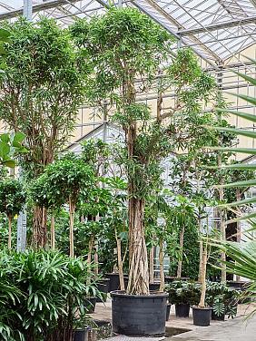 Фикус Бенедикта Али