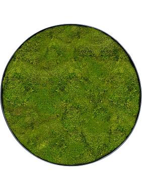 Картина из мха nova frame anthracite-concrete 100% flat moss Картина из мха nova frame anthracite-concrete 100% flat moss