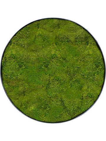 Картина из мха nova frame anthracite-concrete 100% flat moss Картина из мха nova frame anthracite-concrete 100% flat moss