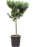 Цитрус Чинотто H160 D38 см