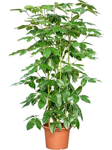 Шеффлера Амате 4 ствола Шеффлера Амате 4 ствола