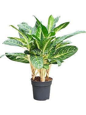 Аглаонема Кей Лайм