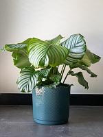 Кашпо Stien pot ocean D23 H22 см