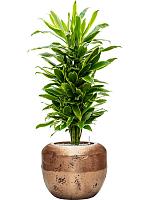 Драцена Фрагранс Голден Кост разветвленная H120 D27 см