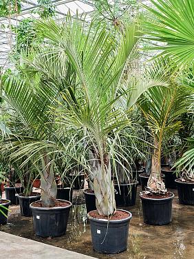 Неодипсис Декари