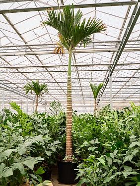 Бетелевая пальма (Арека Катеху)