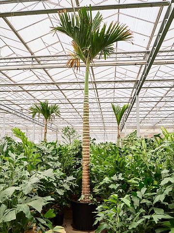 Бетелевая пальма (Арека Катеху)