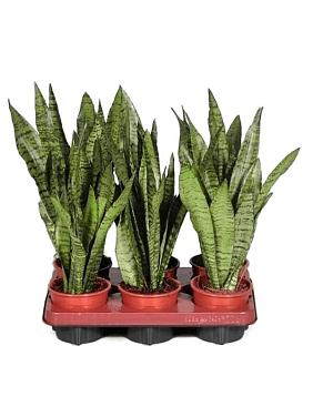 Сансевиерия Зейланика Сансевиерия Зейланика