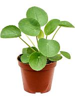 Пилея Пеперомиевидная H17 D9 см