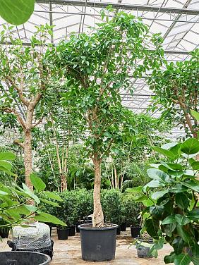 Фикус Альтиссимо Фикус Альтиссимо