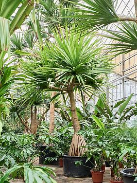 Панданус винтовой (Винтовая пальма)