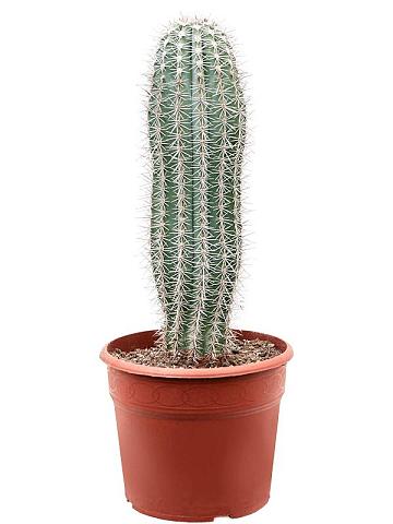 Пахицереус Прингла Пахицереус Прингла