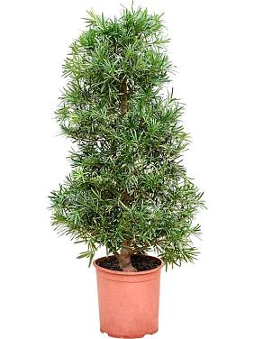 Подокарпус крупнолистный