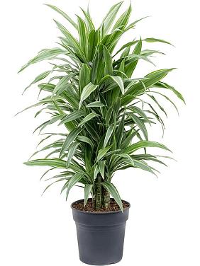 Драцена Деремская Варнески разветвленная Драцена Деремская Варнески разветвленная