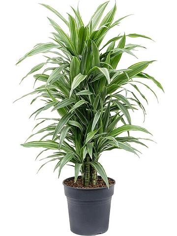 Драцена Деремская Варнески разветвленная Драцена Деремская Варнески разветвленная