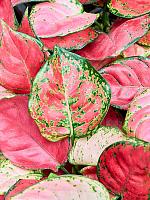 Аглаонема Личи Ред H40 D13 см