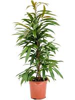 Фикус Бенедикта Амстел Кинг H100 D21 см