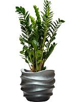 Замиокулькас замиелистный H90 D24 см