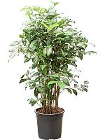 Драцена Суркулоза Годсефиана H140 D24 см