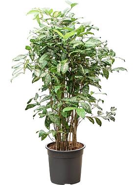 Драцена Суркулоза (Годсефа) Драцена Суркулоза (Годсефа)