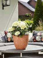 Кашпо Artstone bola pot oak D23 H20 см