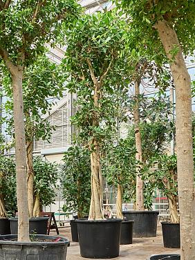 Фикус Бенгальский Одри