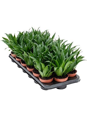 Драцена Фрагранс Компакта