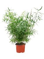 Аспарагус серповидный Фалькатус H35 D12 см