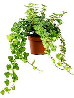 Плющ Хедера Хеликс Вандер H20 D13 см