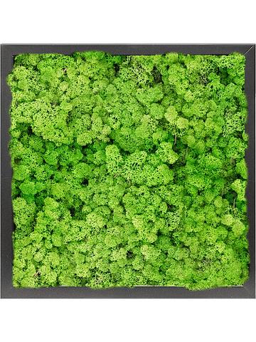 Картина из мха mdf ral 9005 satin gloss 100% reindeer moss (light grass green)