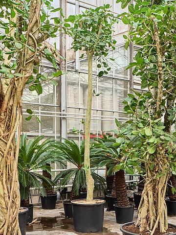 Фикус Бенгальский Одри