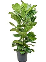 Фикус Лирата H170 D34 см