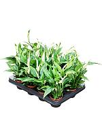 Спатифиллум Перл Купидо H20 D7 см