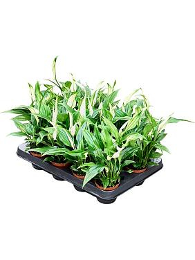 Спатифиллум Перл Купидо