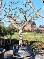 Фиговое дерево (Инжир) H250 D95 см Фиговое дерево (Инжир) H250 D95 см