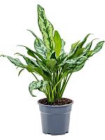 Аглаонема Мисс Джульетта H50 D17 см