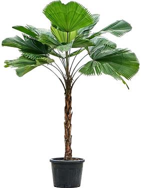 Ликуала Грандис