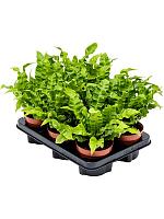 Асплениум Нидус Криспи Вейв H30 D12 см Асплениум Нидус Криспи Вейв H30 D12 см