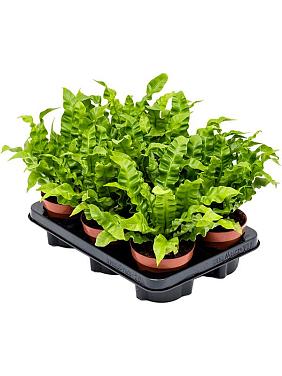 Асплениум Нидус Криспи Вейв Асплениум Нидус Криспи Вейв