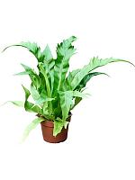 Асплениум Антикум H20 D12 см