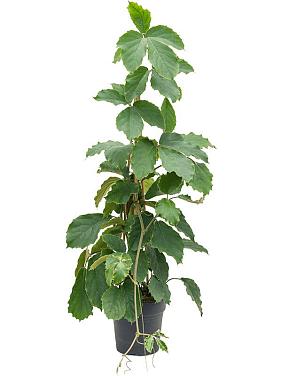 Комнатный виноград (Тетрастигма Вуанье) пирамида Комнатный виноград (Тетрастигма Вуанье) пирамида