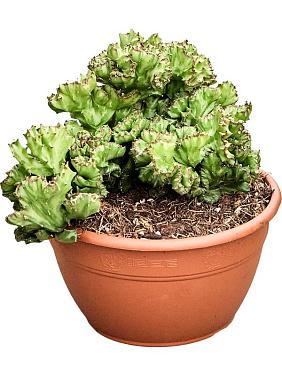 Молочай молочный (Эуфорбия Лактея) Молочай молочный (Эуфорбия Лактея)