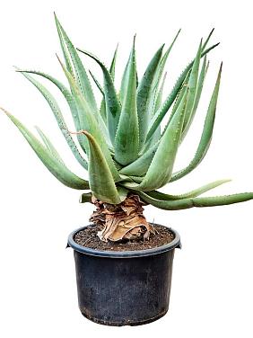 Алоэ Марлота Алоэ Марлота